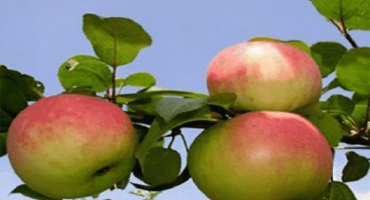 Popis odrůdy jabloní na památku válečníka, vlastnosti ovoce a odolnost vůči chorobám